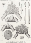 Koehler (1901, plaat 5) 
