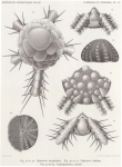 Koehler (1901, plaat 6) 