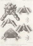 Koehler (1901, plaat 7)