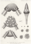 Koehler (1901, plaat 8) 