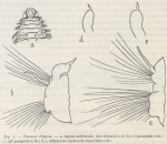 Fauvel (1936, fig. 3) Fauvel (1936, fig. 3)