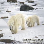 Ursus maritimus Ursus maritimus