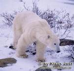 Ursus maritimus Ursus maritimus