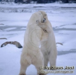 Ursus maritimus Ursus maritimus