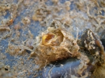gekartelde zeepok Balanus crenatus