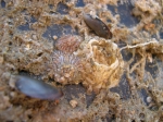 gekartelde zeepok Balanus crenatus met jonge paardeannemoon gekartelde zeepok Balanus crenatus met jonge paardeannemoon