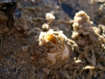 gekartelde zeepok Balanus crenatus gekartelde zeepok Balanus crenatus