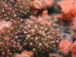 Gorgelpijp (Tubularia larynx). Gorgelpijp (Tubularia larynx).
