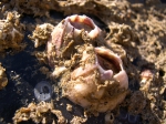 vulkaantje Balanus perforatus vulkaantje Balanus perforatus