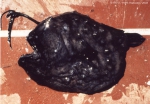 Lophiiformes