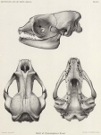 Barrett-Hamilton (1901, plaat 1)
