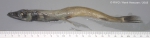 Scopelosaurus lepidus (Krefft & Maul, 1955) Scopelosaurus lepidus (Krefft & Maul, 1955)