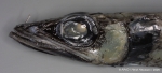 Scopelosaurus lepidus (Krefft & Maul, 1955) Scopelosaurus lepidus (Krefft & Maul, 1955)