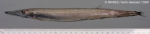 Arctozenus risso (Bonaparte, 1840)