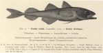 Dollo (1904, figuur 4) 