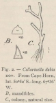 Waters (1904, fig. 2) Waters (1904, fig. 2)