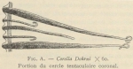 Van Beneden; de Selys Longchamps (1913, fig. A) Van Beneden; de Selys Longchamps (1913, fig. A)