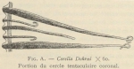 Van Beneden; de Selys Longchamps (1913, fig. A)