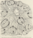 Tunicata (sea squirts)