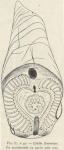 Van Beneden; de Selys Longchamps (1913, figuur E)