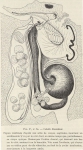 Van Beneden; de Selys Longchamps (1913, figuur F)