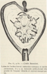 Van Beneden; de Selys Longchamps (1913, figuur G)