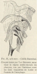 Van Beneden; de Selys Longchamps (1913, figuur H)