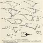 Van Beneden; de Selys Longchamps (1913, figuur K)