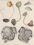 Van Beneden; de Selys Longchamps (1913, plaat 3)