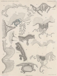 Van Beneden; de Selys Longchamps (1913, plaat 5)