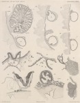 Van Beneden; de Selys Longchamps (1913, plaat 6)