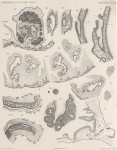 Van Beneden; de Selys Longchamps (1913, plaat 7)