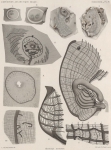 Van Beneden; de Selys Longchamps (1913, plaat 9)