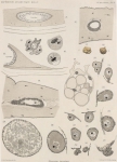Van Beneden; de Selys Longchamps (1913, plaat 10)