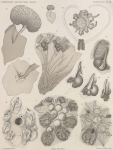 Van Beneden; de Selys Longchamps (1913, plaat 11)