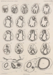 Van Beneden; de Selys Longchamps (1913, plaat 14)
