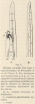 Leboucq (1904, fig. 6) Leboucq (1904, fig. 6)