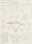 Topsent (1902, pl. 6) Topsent (1902, pl. 6)