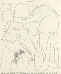 Ruffo (1949, fig. 08) Ruffo (1949, fig. 08)