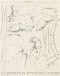 Ruffo (1949, fig. 16) Ruffo (1949, fig. 16)
