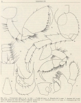 Ruffo (1949, fig. 17) Ruffo (1949, fig. 17)