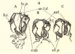 Ctenophora (Sea gooseberries)