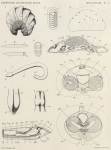 Pelseneer (1903, pl. 1) Pelseneer (1903, pl. 1)