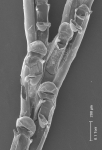 Bugula stolonifera Bugula stolonifera