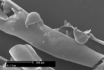 Bugula stolonifera Bugula stolonifera