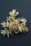 Tricellaria inopinata Tricellaria inopinata
