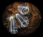 Clavelina lepadiformis Clavelina lepadiformis