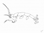 Paracaprella pusilla Paracaprella pusilla