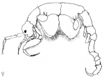 Paracaprella pusilla Paracaprella pusilla