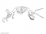 Paracaprella pusilla Paracaprella pusilla